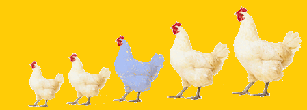 Demi-naines, pondeuses légères