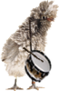 poule padoue