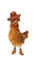 poule padoue