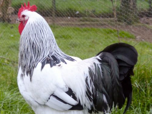 Coq Sussex blanc herminé noir