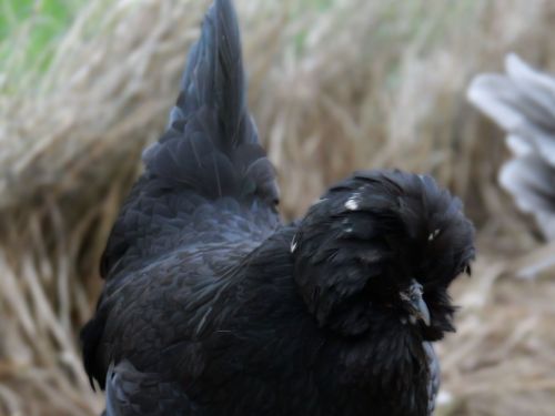 Poule Crèvecœur noire