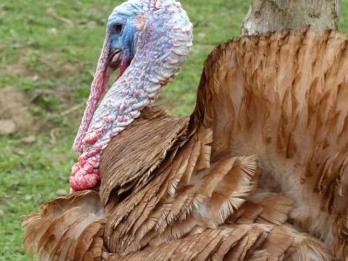 Dindon Rouge des Ardennes