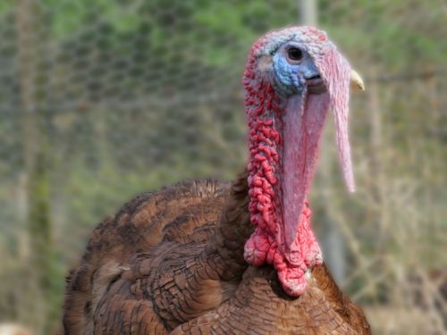 Dindon Rouge des Ardennes