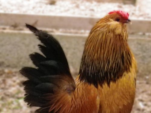 Coq Barbue d'anvers caille