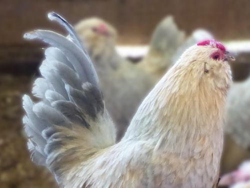 Coq Barbue d'anvers porcelaine