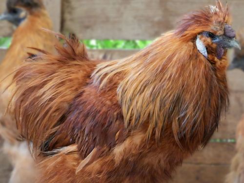 Coq poule-soie fauve