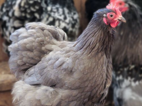 Poule Pékin bleue
