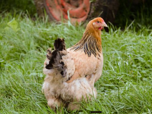 Jeune poule Brahma herminé fauve