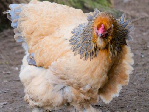 Poule Brahma herminée fauve bleu