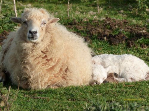 Brebis blanche et son jeune agneau