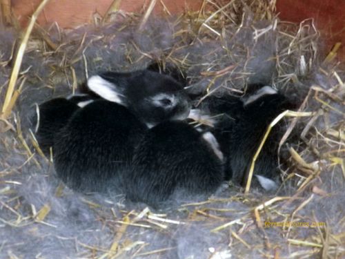 Lapereaux de lapin-chèvre au nid