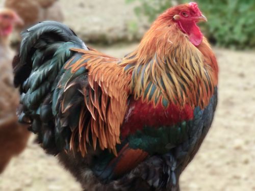 Coq Brahma perdrix maillé doré