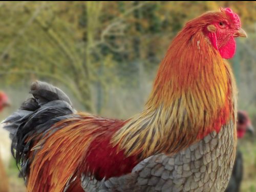 Coq Brahma perdrix maillé doré bleu