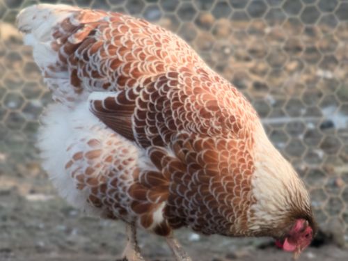Poule Wyandotte GR doré liseré blanc