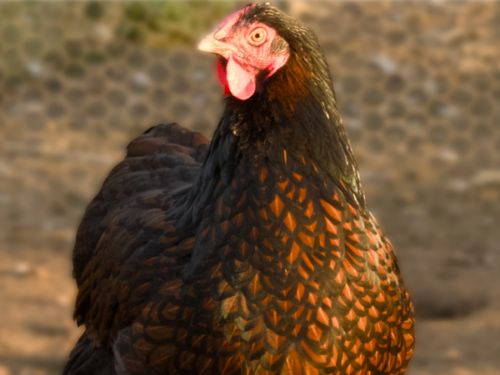 Poule Wyandotte GR doré liseré noir