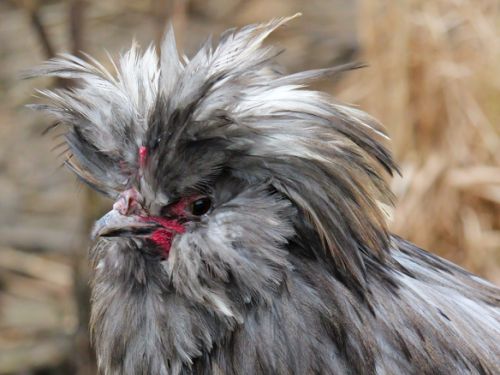 Coq Crèvecœur bleu