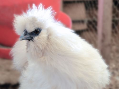 Poule-soie blanche