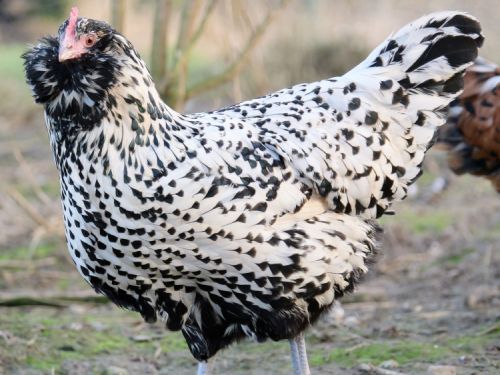 variété pailleté argentée