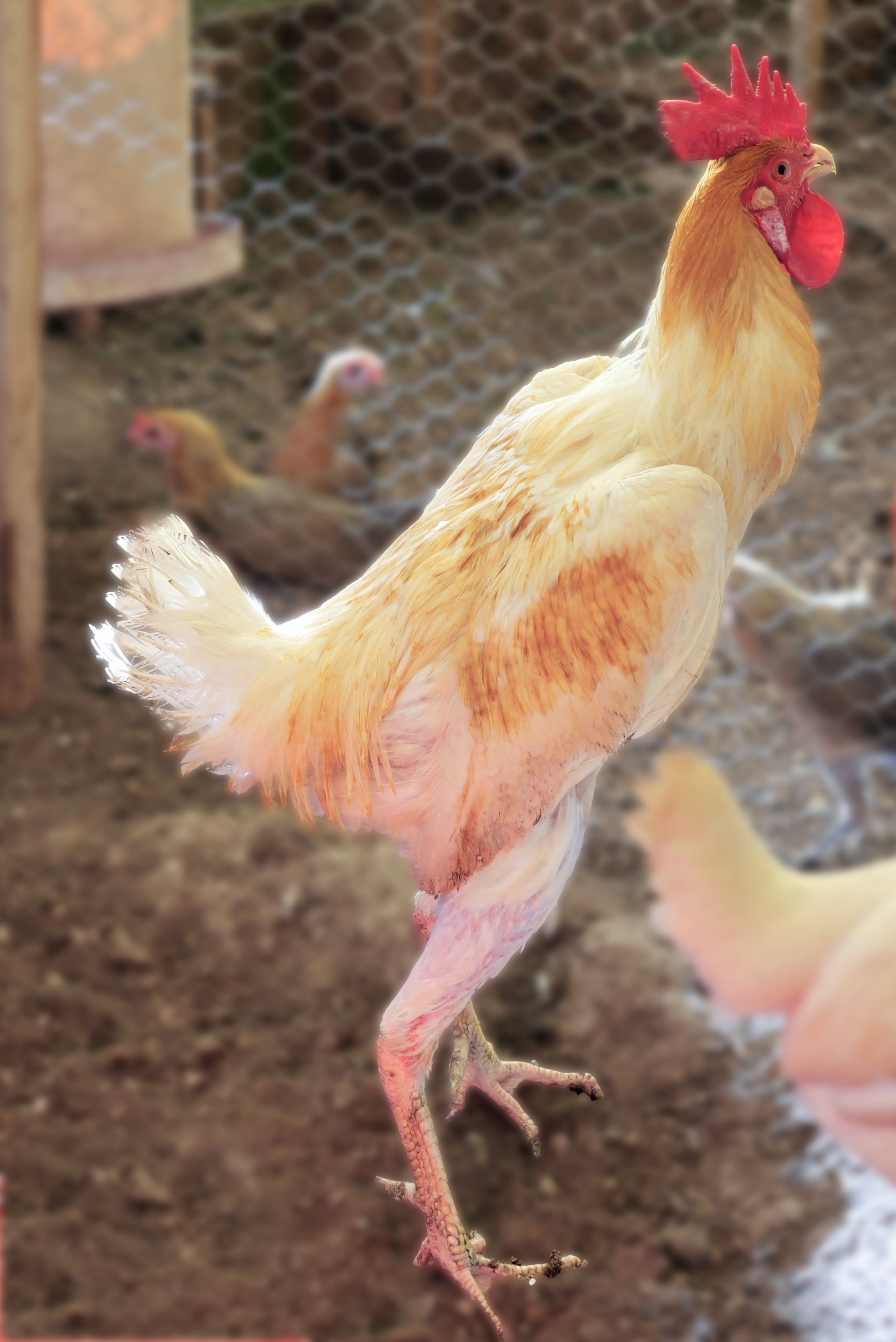 Coq Anglais moderne GR pyle