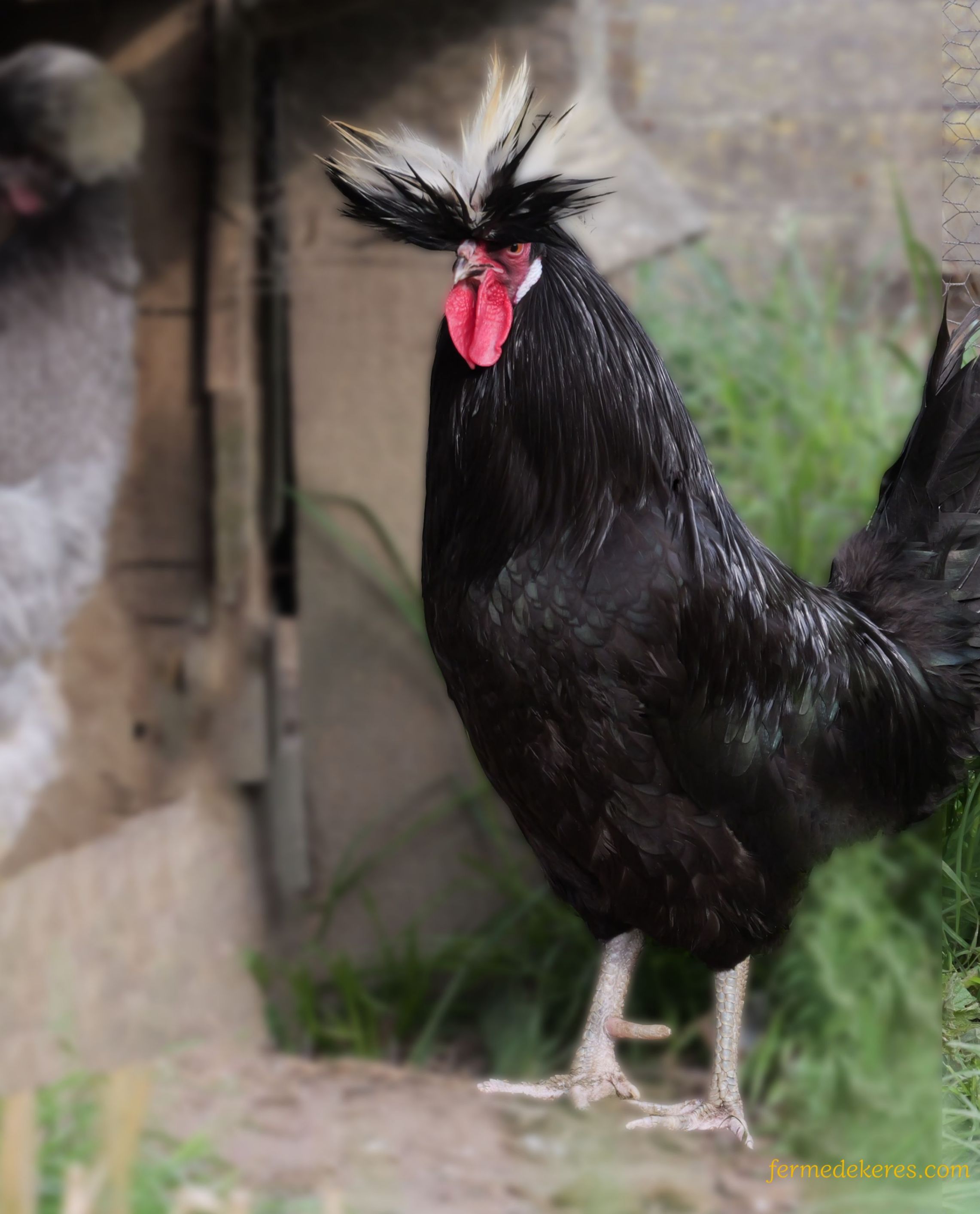 Coq Hollandais GR noir à huppe blanche