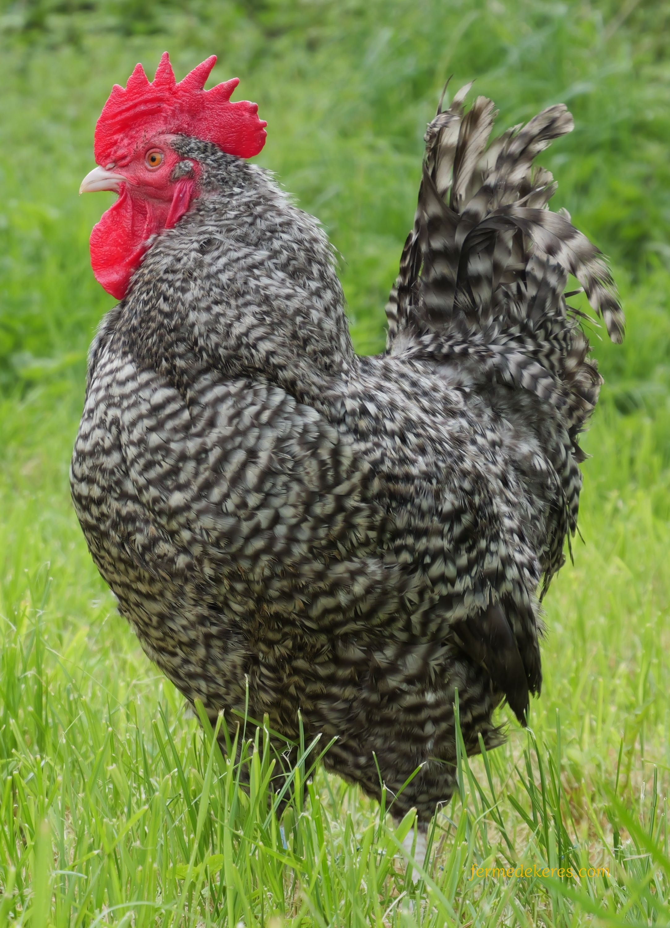 Coq coucou de Rennes