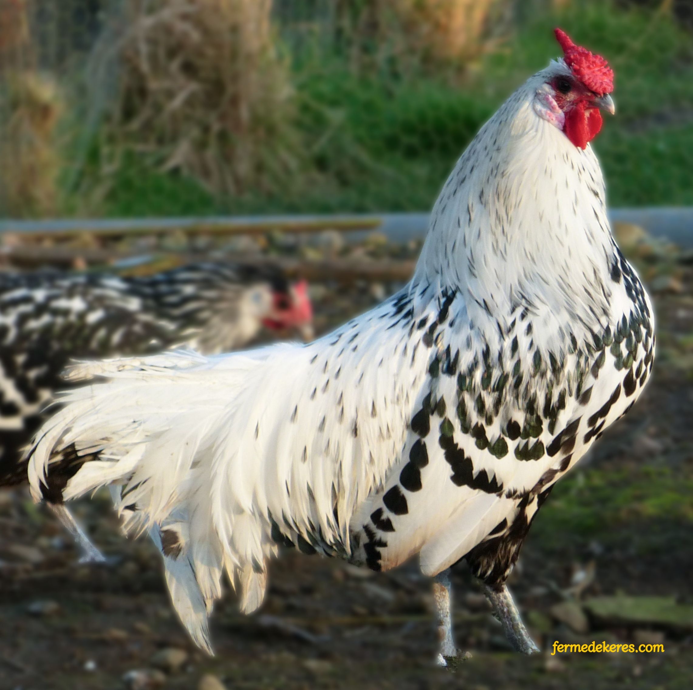 coq Hambourg pailleté argenté