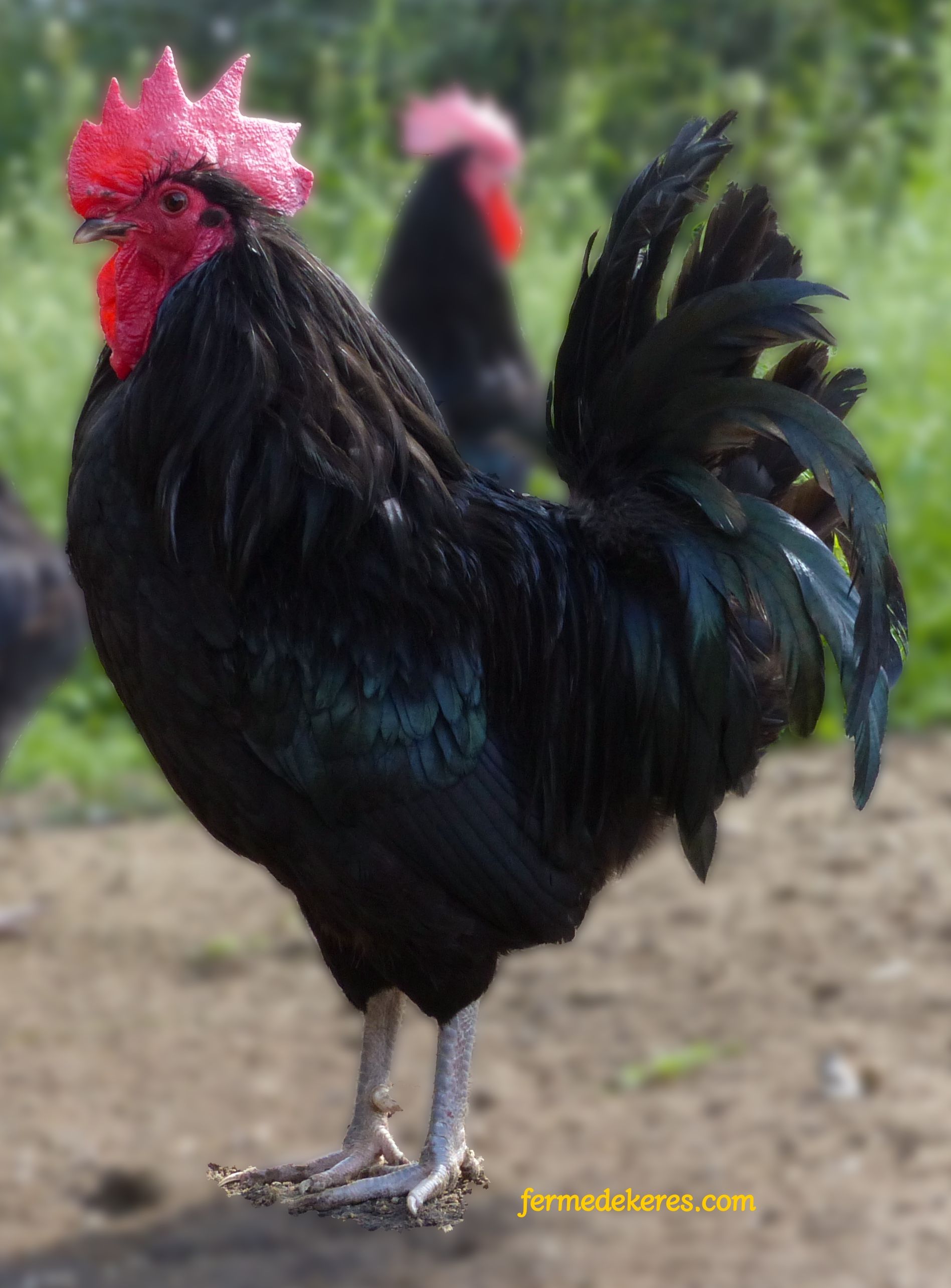 Coq Noir de Janzé