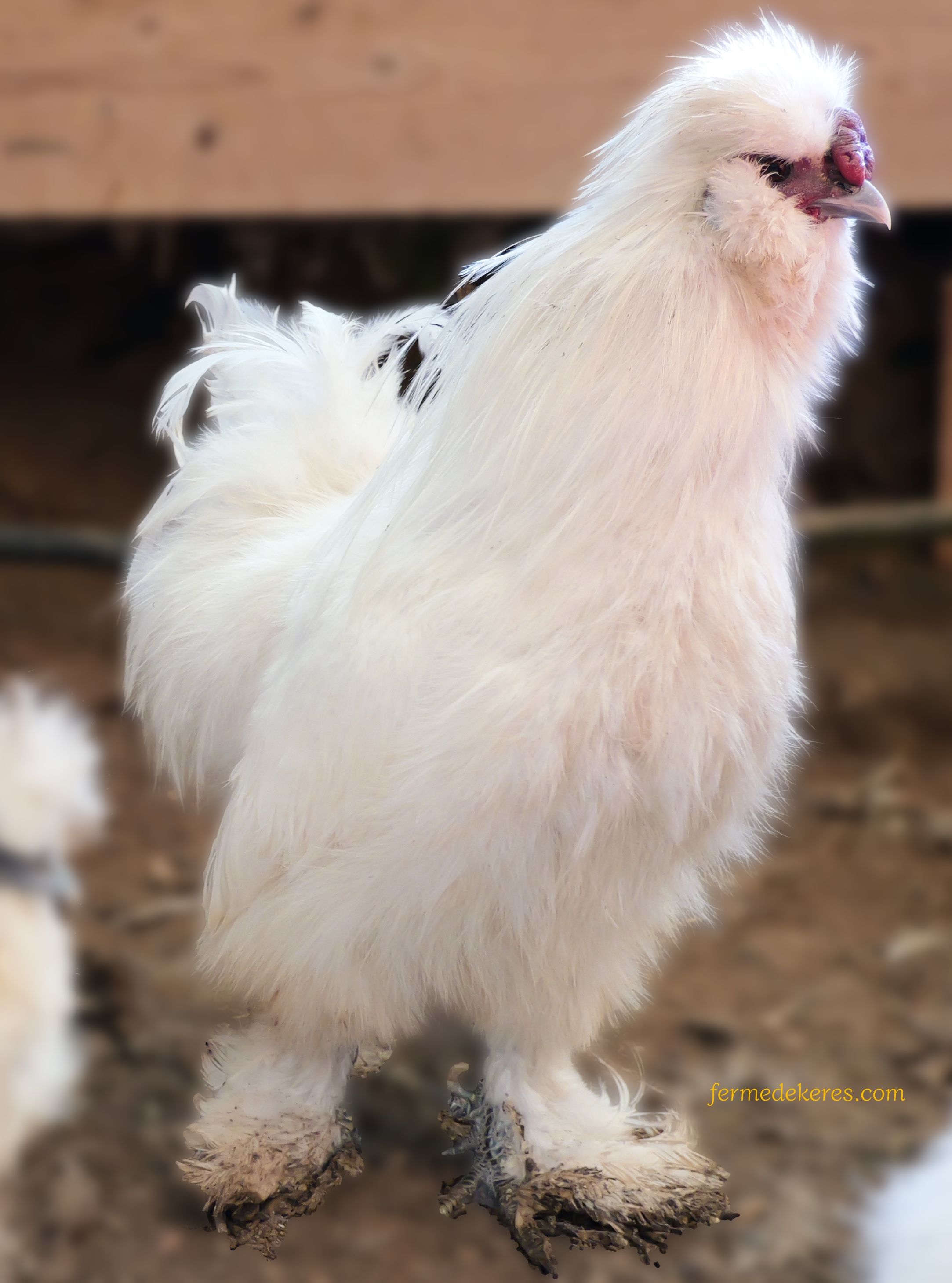 coq poule-soie blanc