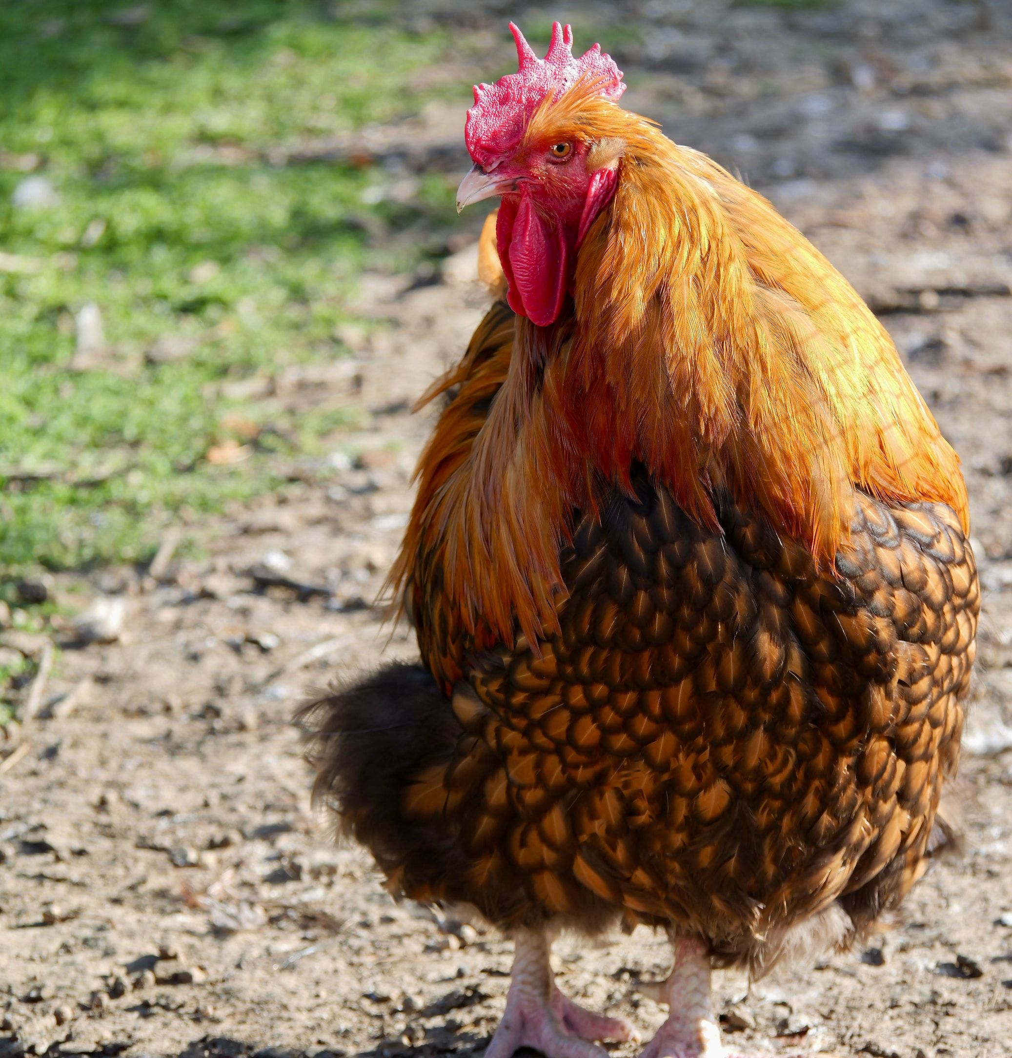 Coq orpington, couleur de travail