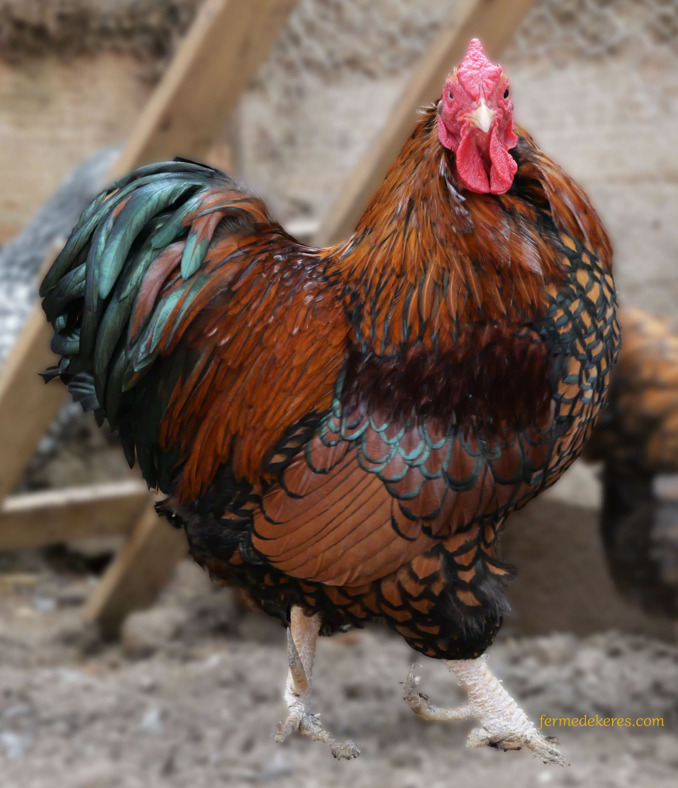 coq poule-soie blanccoq wyandotte nain doré liseré noir