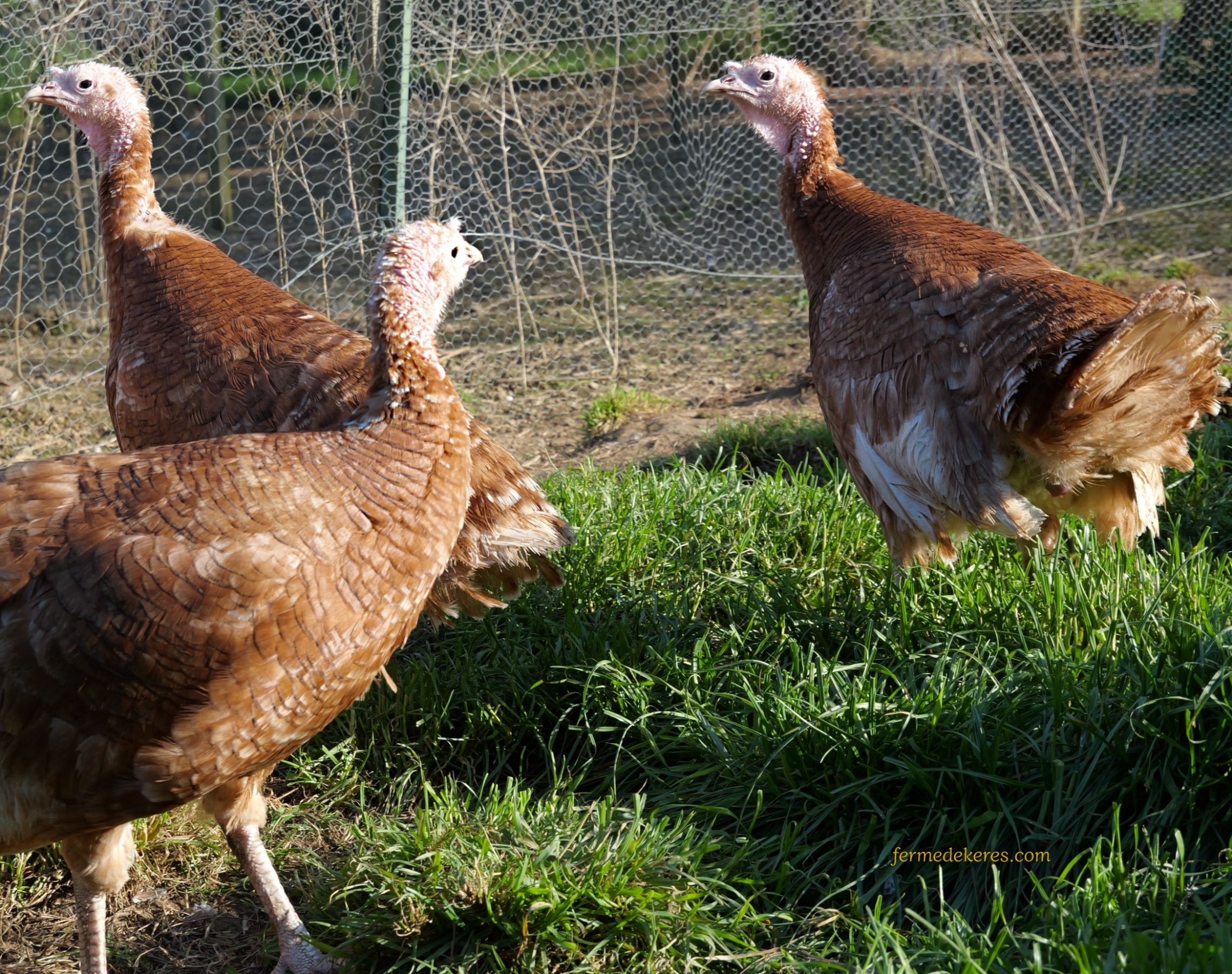 Dindes Rouge des Ardennes