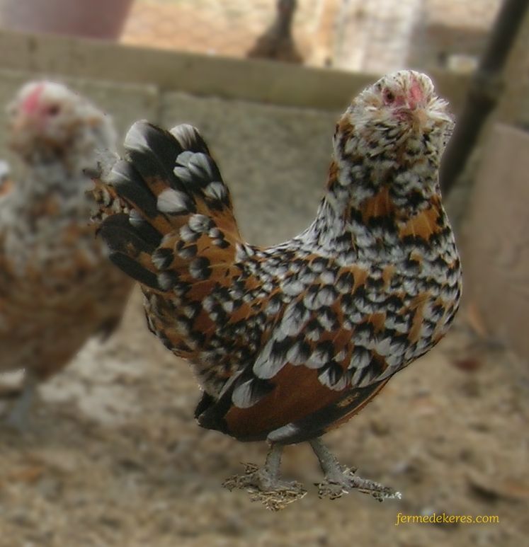 Poule Barbue d'anvers mille-fleur